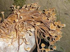 149 MUSEE DU CHAMPIGNON A  SAUMUR 2016 2_000012